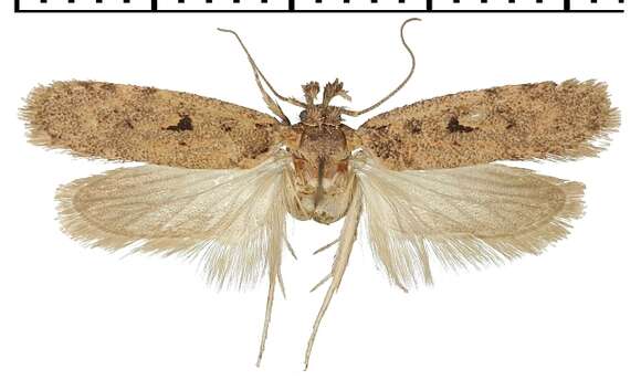 Image of Depressaria peniculatella Turati 1922