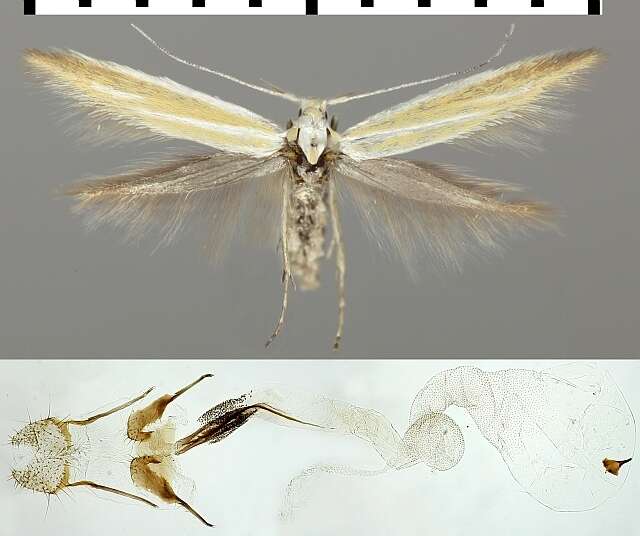 Imagem de Coleophora fuscociliella Zeller 1849