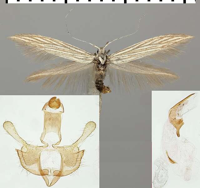 Image of Coleophora serpylletorum Hering 1889