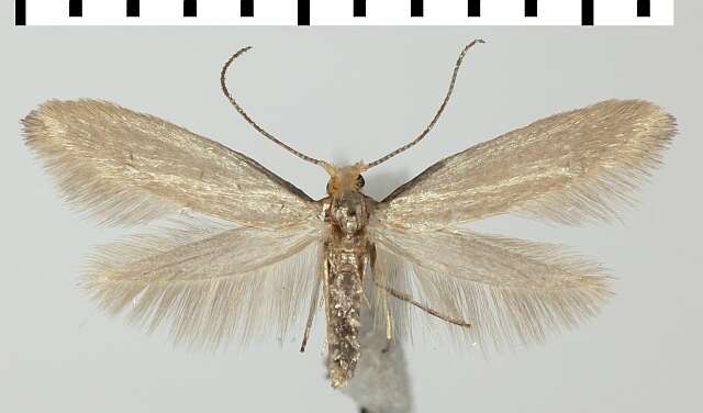 Image of Argyresthia glabratella Zeller 1847