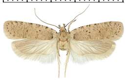 Image de Agonopterix thapsiella Zeller 1847