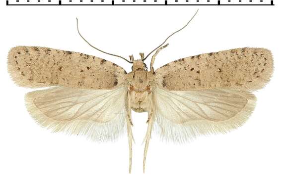 Image of Agonopterix thapsiella Zeller 1847