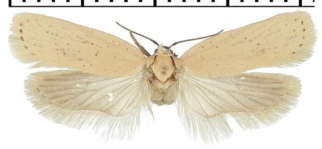 Imagem de Agonopterix pallorella Zeller 1839