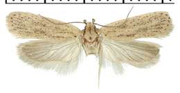 Image of <i>Agonopterix carduncelli</i>