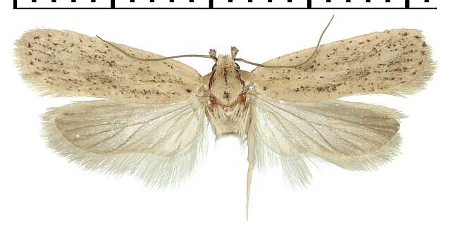 Image of <i>Agonopterix carduncelli</i>