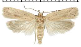 Image of <i>Agonopterix carduncelli</i>