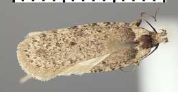 Image of Agonopterix chironiella Constant 1893