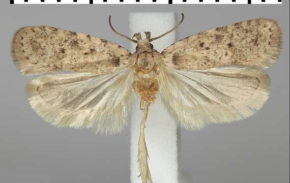 Image of Agonopterix chironiella Constant 1893