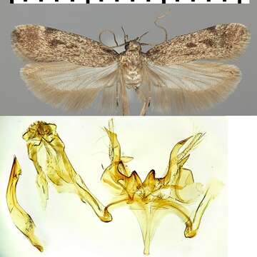 Imagem de Gelechia rhombelliformis Staudinger 1870