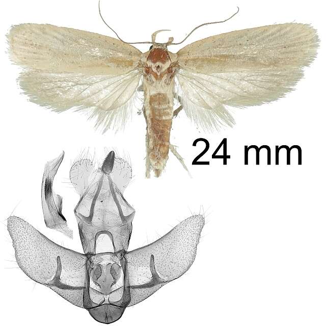 Sivun Agonopterix straminella Staudinger 1859 kuva