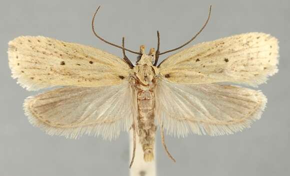 Image of Agonopterix bipunctosa Curtis 1850