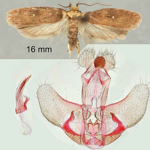 Image de Agonopterix selini Heinemann 1870