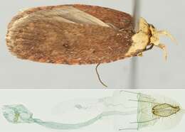 Image of Agonopterix paraselini