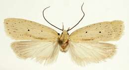 صورة Agonopterix bipunctosa Curtis 1850