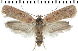 Image of <i>Agonopterix pseudoferulae</i>