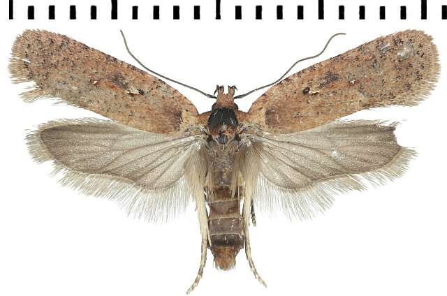 Image of <i>Agonopterix pseudoferulae</i>