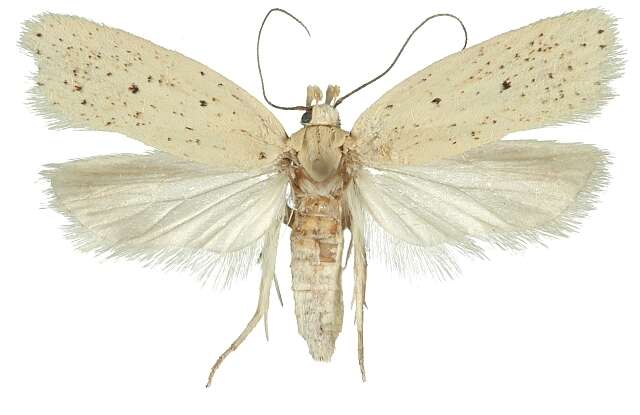 صورة Agonopterix bipunctosa Curtis 1850