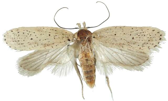 Imagem de Agonopterix pallorella Zeller 1839