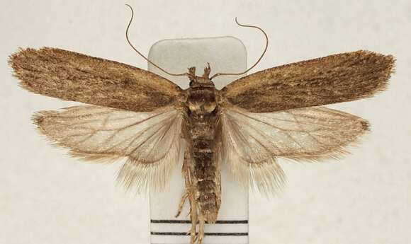 Image of Depressaria veneficella Zeller 1847