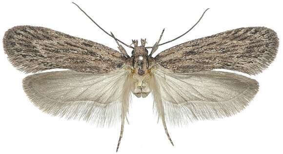 Image of <i>Depressaria sarahae</i>