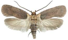 صورة Agonopterix ferulae Zeller 1847