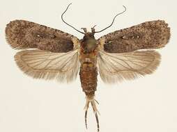 صورة Agonopterix ferulae Zeller 1847