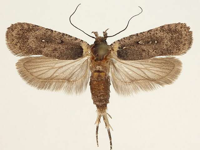 صورة Agonopterix ferulae Zeller 1847