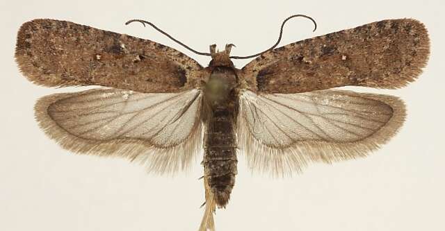 Image of <i>Agonopterix pseudoferulae</i>