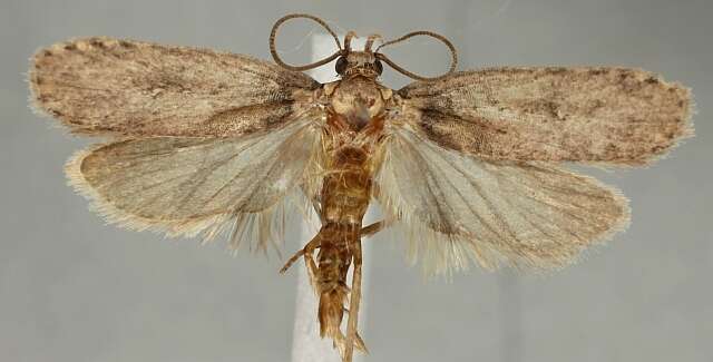 Sivun Agonopterix alpigena Frey 1870 kuva