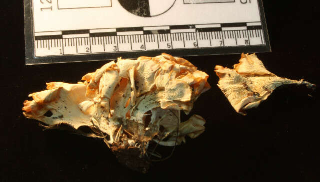 Image de Basidiomycota