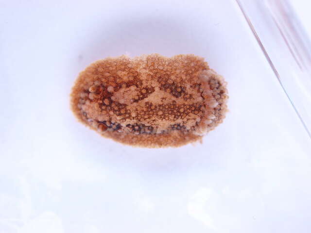 Image of Nudipleura Wägele & Willan 2000