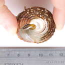 Image of <i>Gastropoda order</i> incertae sedis
