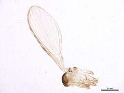 Image of Lutzomyia (Psathyromyia) shannoni (Dyar 1929)