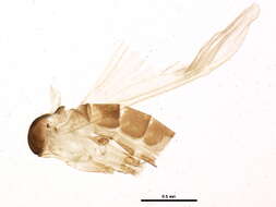 Image of Lutzomyia (Psathyromyia) shannoni (Dyar 1929)