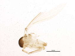 Image of Lutzomyia (Psathyromyia) shannoni (Dyar 1929)