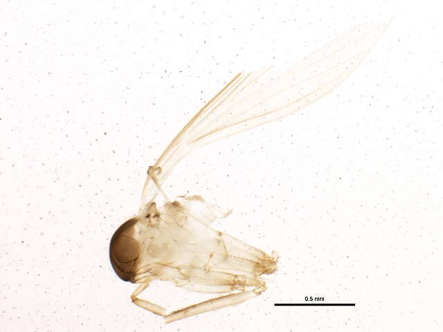 Image of Lutzomyia (Psathyromyia) shannoni (Dyar 1929)