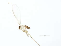 Image of Lutzomyia (Psathyromyia) shannoni (Dyar 1929)