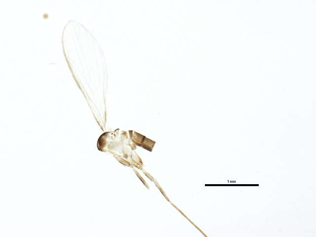 Image of Lutzomyia (Psathyromyia) shannoni (Dyar 1929)