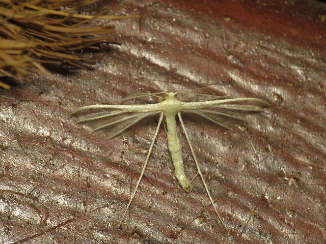 Image of <i>Pterophorus albidus</i>