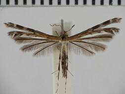 Image of Trichoptilus scythrodes Meyrick 1886