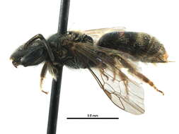 Lasioglossum bruneri (Crawford 1902)的圖片