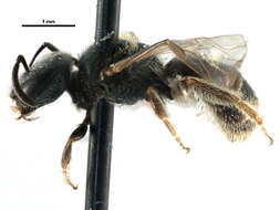 Lasioglossum illinoense (Robertson 1892)的圖片