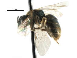 Lasioglossum lineatulum (Crawford 1906) resmi