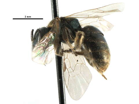 Lasioglossum lineatulum (Crawford 1906)的圖片