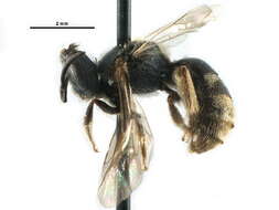 Lasioglossum bruneri (Crawford 1902)的圖片