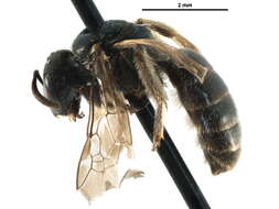 Слика од Lasioglossum versatum (Robertson 1902)