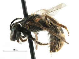 Lasioglossum bruneri (Crawford 1902)的圖片