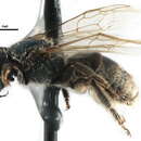 Lasioglossum albipenne (Robertson 1890)的圖片