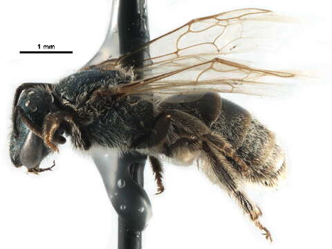 Sivun Lasioglossum albipenne (Robertson 1890) kuva