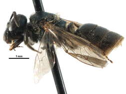 Слика од Lasioglossum versatum (Robertson 1902)